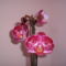 orchidea 6