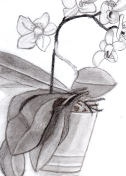 orhidea