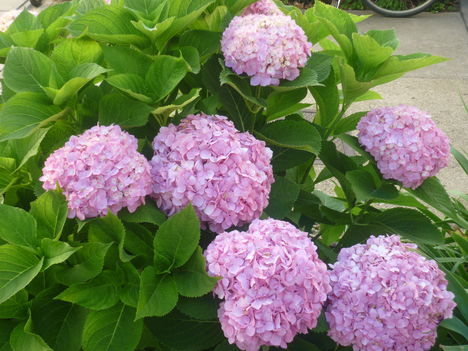 P1060461