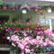 PICT0268