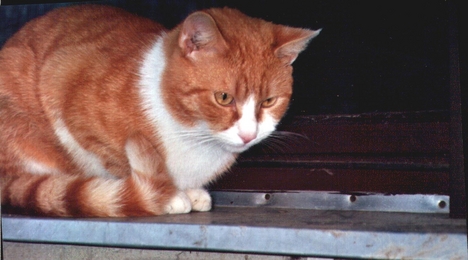 vöri ablakban