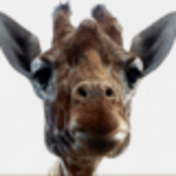 zsiráf