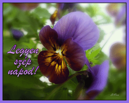 Legyen szép napotok....