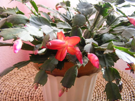 Piros kaktusz