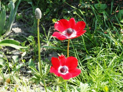 Anemone  De  Caen    26