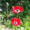 Anemone  De  Caen    26