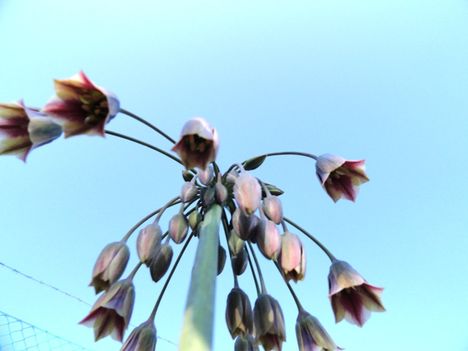 Bolgár  diszhagyma ;  Nectaroscordum  Siculum     27