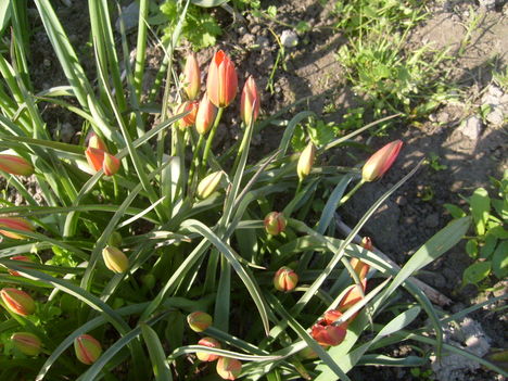 Botanikai Tulipán ,  Tulipa  Little  Princess