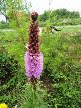Diszcsorba; Liatris  Spicata