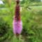 Diszcsorba; Liatris  Spicata