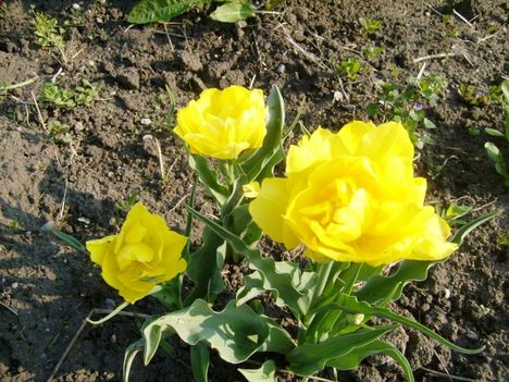 Dupla tulipán
