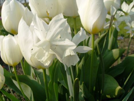 Elöl : Narcissus Mount Hood ,mögötte fehér tulipán