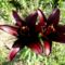 Lilium  Landini