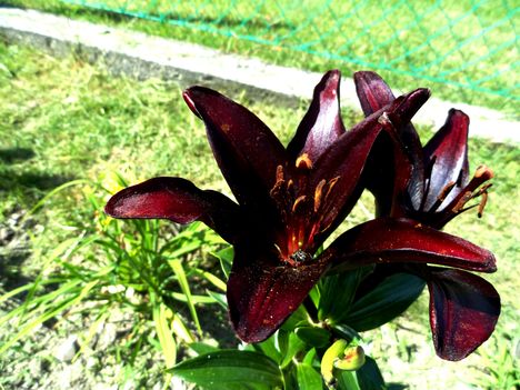 Lilium  Landini