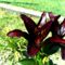 Lilium  Landini