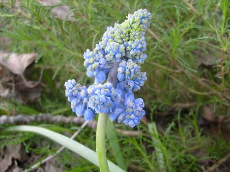 Muscari  Blue  Spike   17