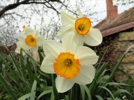 Nárcisz  ;  Narcissus  Flower  Record     30