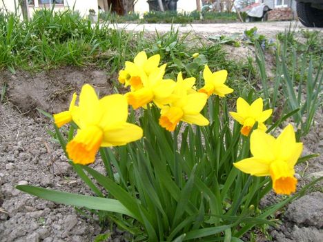 Nárcisz ;  Narzissen Botanisch  Jetfire