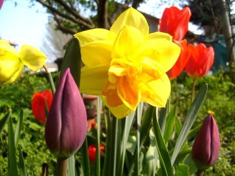 Nárcisz ; Narcissus Double Tahiti  , tulipánok között.