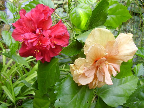 P4110015