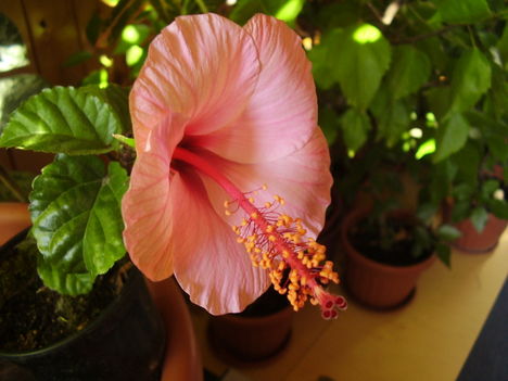 P6200066