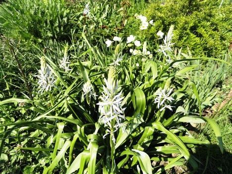 Prérigyertya ;   Camassia  Cusickii