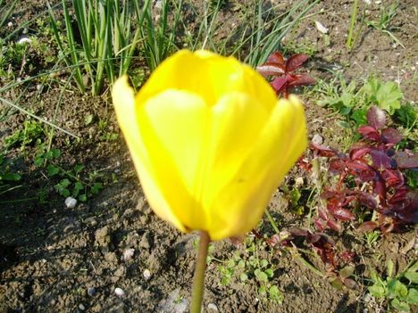 Tulipa  Gelb