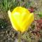 Tulipa  Gelb