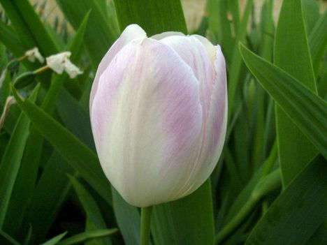 Tulipa  Triumph  Shirley