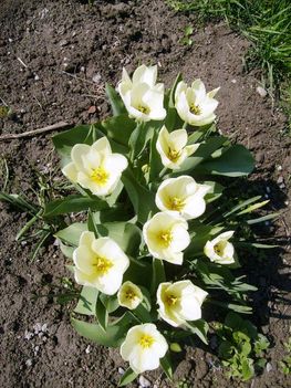 Tulipán