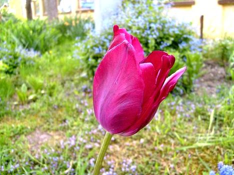 Tulipán