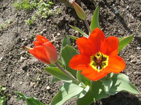 Tulipán