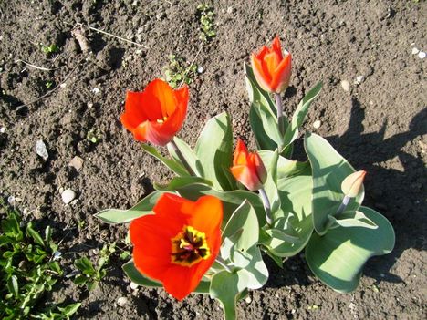 Tulipán
