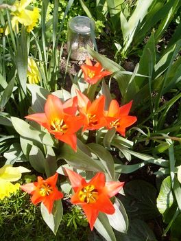 Tulipán