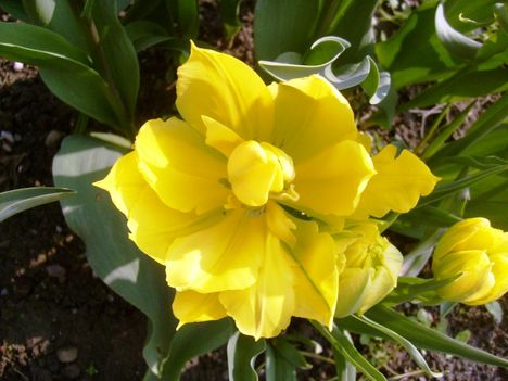 Tulipán
