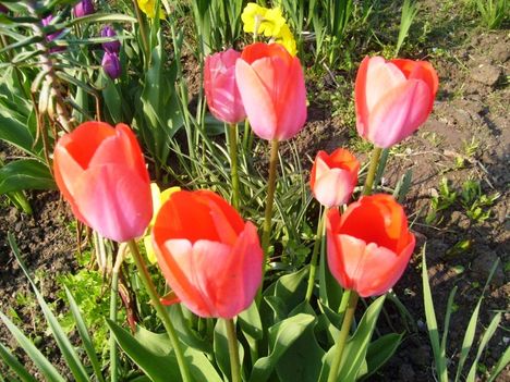 Tulipán