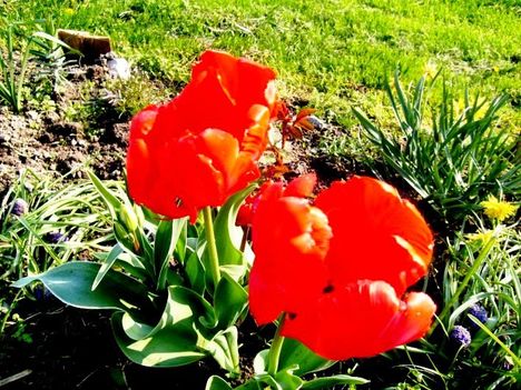 Tulipán