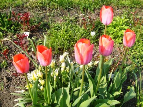 Tulipán