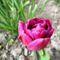 Tulipán 1
