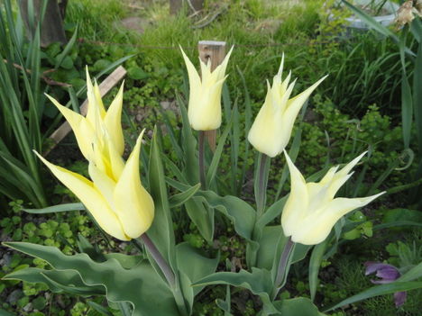 Tulipán 1