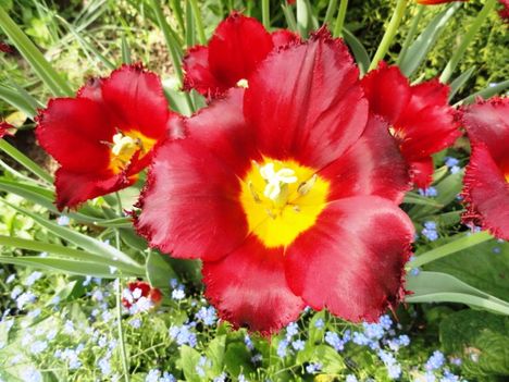 Tulipán 1