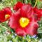 Tulipán 1