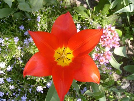 Tulipán 1