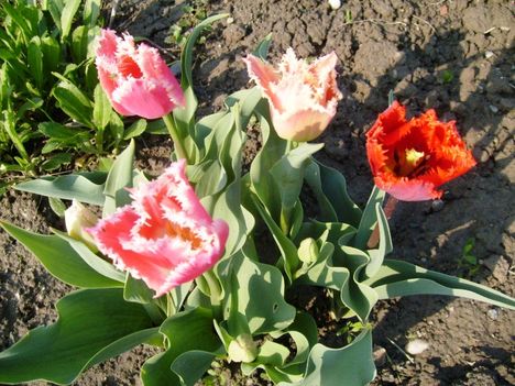 Tulipán 1