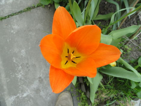 Tulipán 11