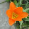 Tulipán 11
