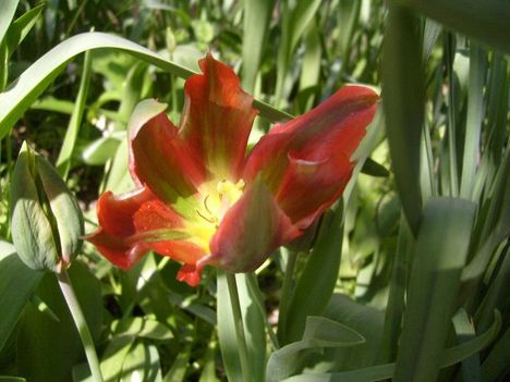 Tulipán 11
