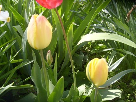 Tulipán 11