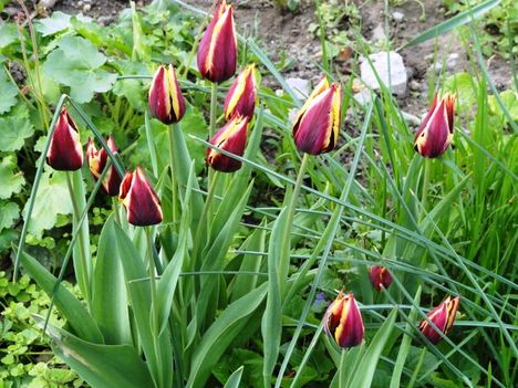 Tulipán 12