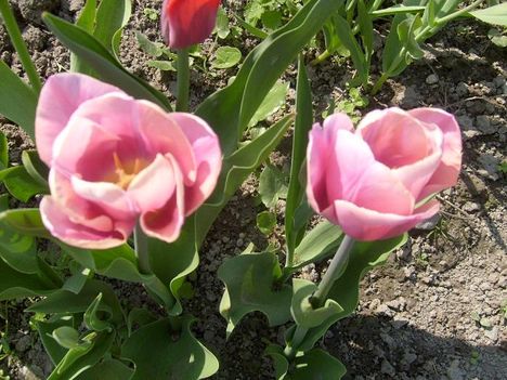 Tulipán 12